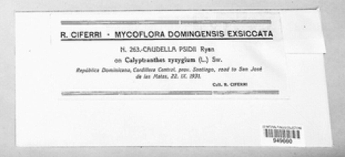 Caudella image